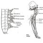 neurologie_-_innervation_extremitaeten.jpg