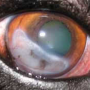 ophthalmologie-lipidkeratopthiepauli.png