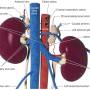 anatomie_-_nebennieren_blutgefaessversorgung_tobias_johnston_2012_.jpg