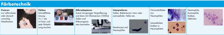zytologie_faerbetechnick_laboklin_2018_.jpg zytologie_faerbetechnick_laboklin_2018_.jpg