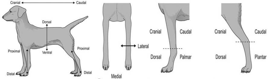 Richtungsbezeichnungen Richtungsbezeichnungen