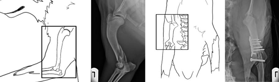 roentgenlagerung_humerus.jpg roentgenlagerung_humerus.jpg