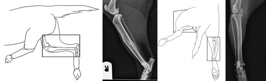 Röntgenlagerung Unterschenkel Röntgenlagerung Unterschenkel