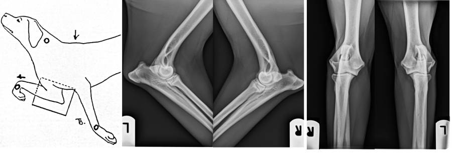 Röntgenlagerung Ellbogen Röntgenlagerung Ellbogen
