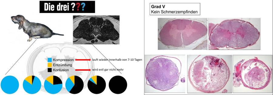 Prognose BSV (Forterre, 2021) Prognose BSV (Forterre, 2021)