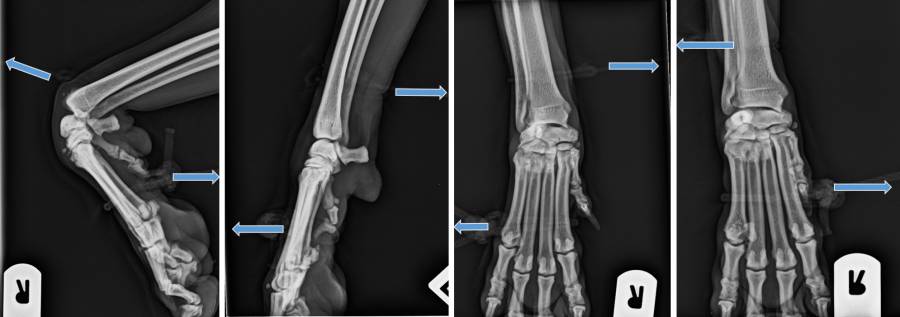 Röntgenlagerung Stressröntgen Röntgenlagerung Stressröntgen