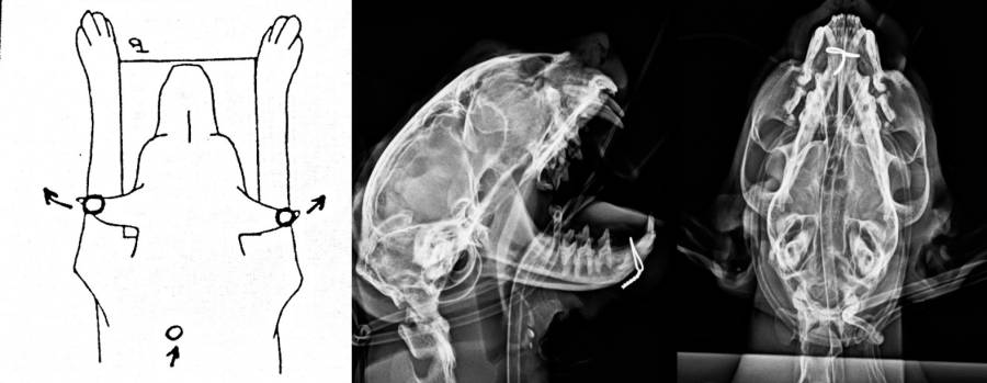Röntgenlagerung Kopf Röntgenlagerung Kopf