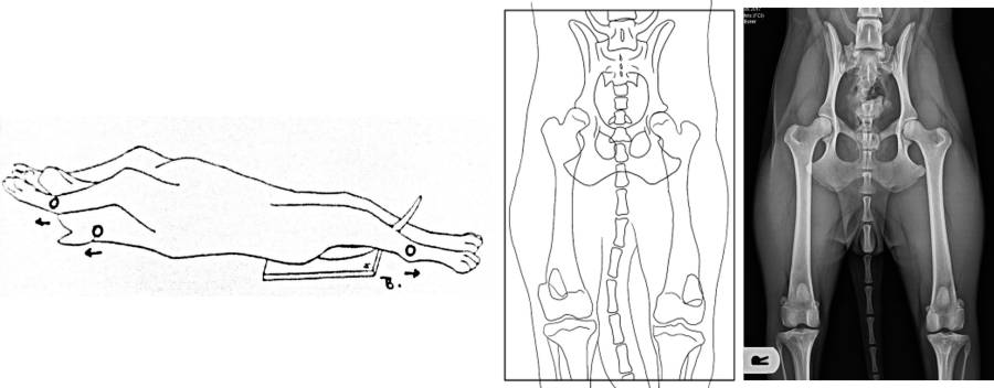 Röntgenlagerung Hüfte Röntgenlagerung Hüfte