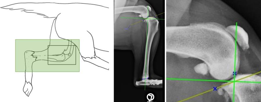 Röntgenlagerung prä-OP TPLO Röntgenlagerung prä-OP TPLO