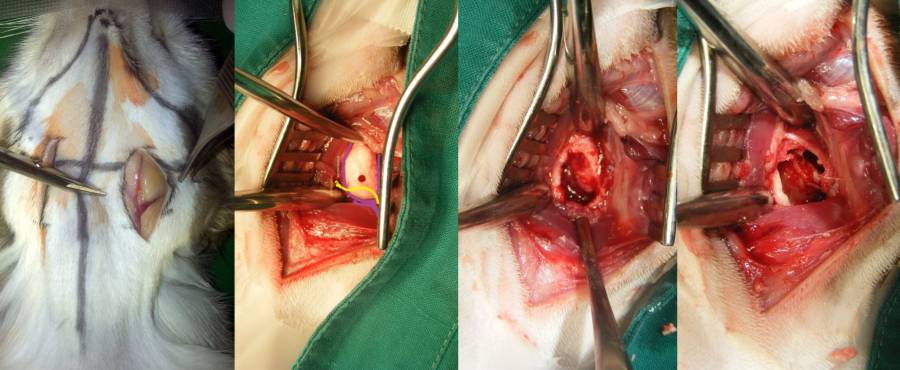ventrale Bullaosteotomie (Jernej Kmetec, 2014) ventrale Bullaosteotomie (Jernej Kmetec, 2014)