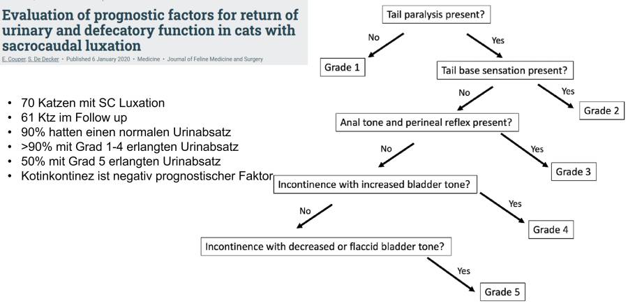 Prognose Schwanzabriss Prognose Schwanzabriss