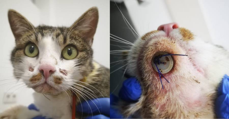 temporäre Unterkieferfixierung (Affenzeller L, 2021) temporäre Unterkieferfixierung (Affenzeller L, 2021)