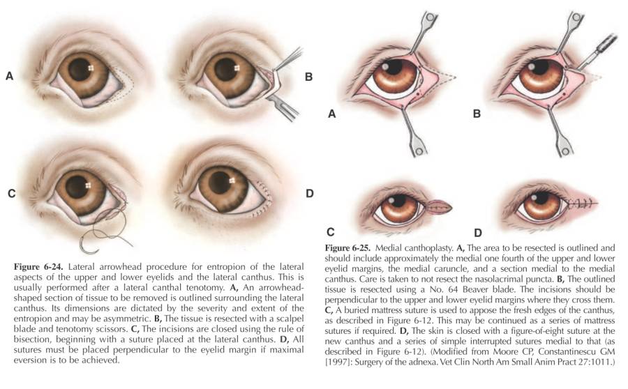 ophthalmologie_op_-_entropium_nasale_kantoplastik_maggs_et_al._2008_.jpg ophthalmologie_op_-_entropium_nasale_kantoplastik_maggs_et_al._2008_.jpg
