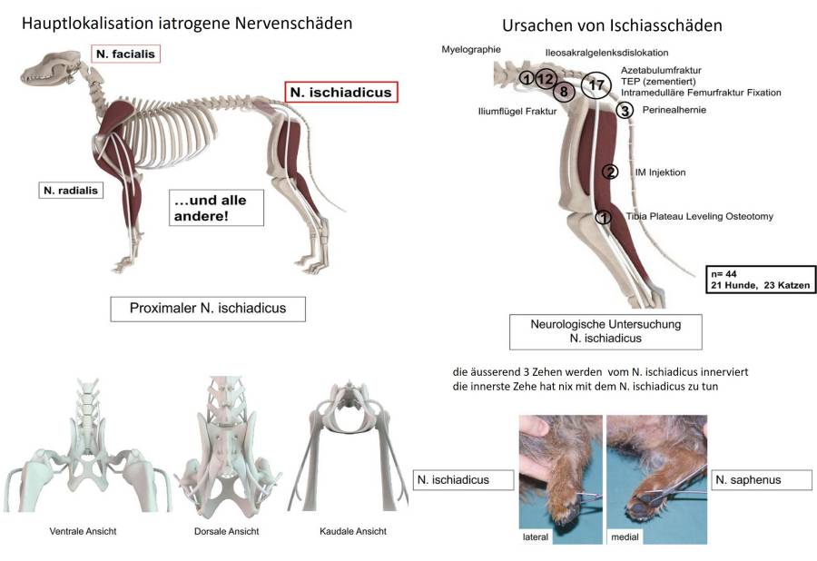 iatrogene Nervenschäden (Forterre, 2021) iatrogene Nervenschäden (Forterre, 2021)