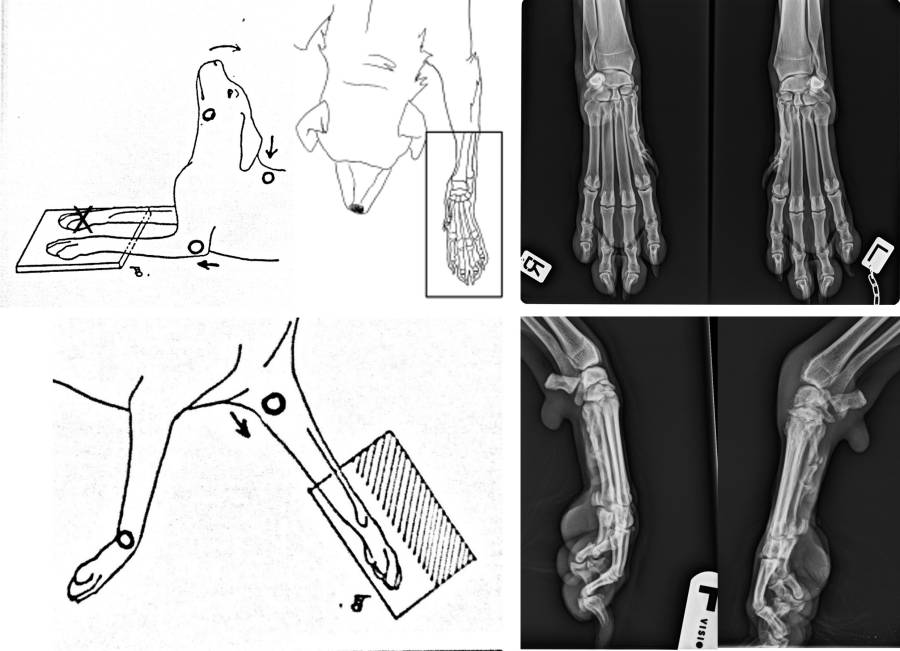 Röntgen Karpus und Pfoten Röntgen Karpus und Pfoten