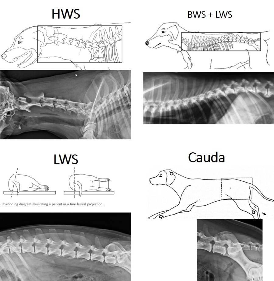Röntgen Wirbelsäule Röntgen Wirbelsäule