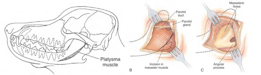op_-_unterkieferfraktur_zugang_fossum_2013_.jpg op_-_unterkieferfraktur_zugang_fossum_2013_.jpg