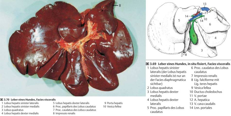 anatomie_-_leber_salomon_2008_.jpg anatomie_-_leber_salomon_2008_.jpg