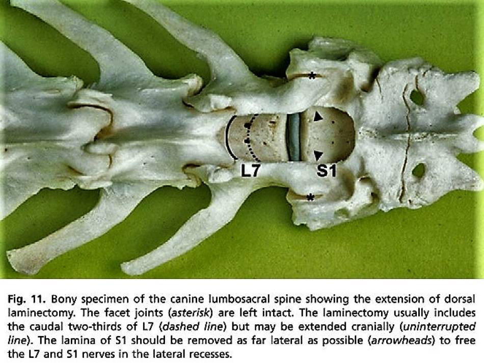 neurochirurgie_-_dorsale_laminektomie_ces_1_meij_bergknut_2010_.jpg neurochirurgie_-_dorsale_laminektomie_ces_1_meij_bergknut_2010_.jpg