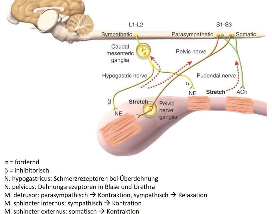 neurologie_-_blaseninnervation_tobias_2012_.jpg neurologie_-_blaseninnervation_tobias_2012_.jpg