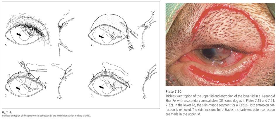 ophthalmologie_op_-_entropium_stades-methode_stades_2007_.jpg ophthalmologie_op_-_entropium_stades-methode_stades_2007_.jpg