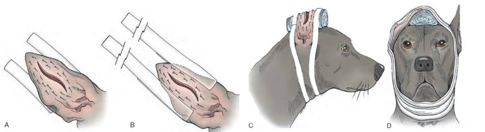 op_-_verband_othaematom_fossum_2013_.jpg op_-_verband_othaematom_fossum_2013_.jpg