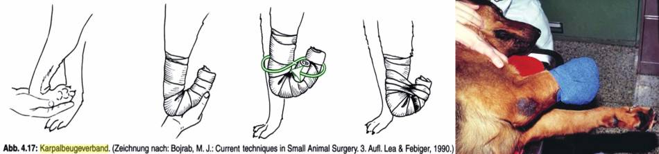 orthopaedie_-_karpalbeugeverband_bojrab_2014_fossum_2013_.jpg orthopaedie_-_karpalbeugeverband_bojrab_2014_fossum_2013_.jpg