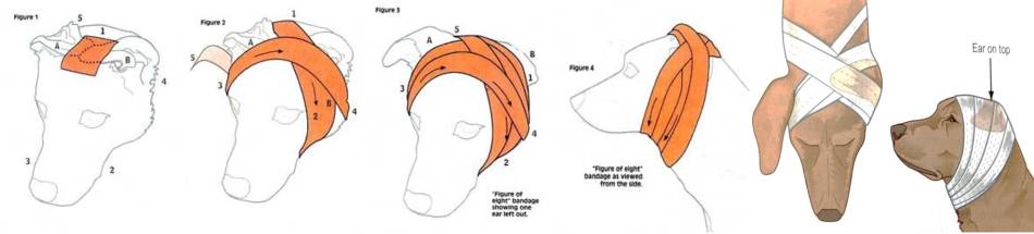 orthopaedie_-_kopfverband_bojrab_2014_.jpg orthopaedie_-_kopfverband_bojrab_2014_.jpg