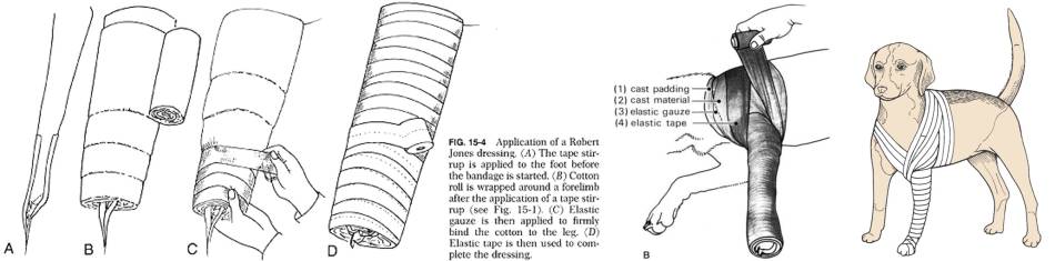 orthopaedie_-_verband_vorderfuss_gesamt_bojrab_2014_fossum_2013_.jpg orthopaedie_-_verband_vorderfuss_gesamt_bojrab_2014_fossum_2013_.jpg