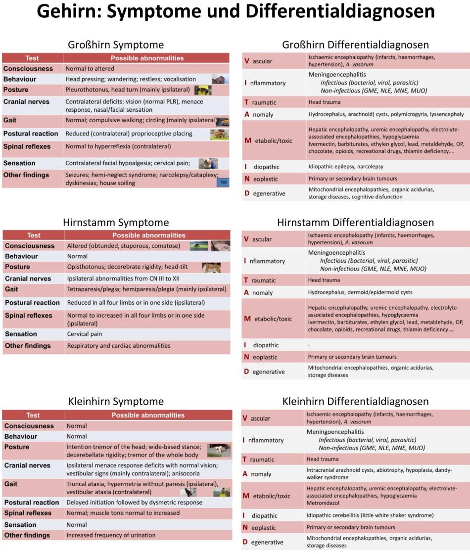 neurologie_-_gehirn_symptome_und_differentialdiagnosen_esavs_2018_.jpg neurologie_-_gehirn_symptome_und_differentialdiagnosen_esavs_2018_.jpg