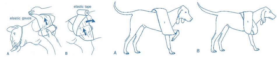 orthopaedie_-_verband_velpeau-schlinge_bojrab_2014_.jpg orthopaedie_-_verband_velpeau-schlinge_bojrab_2014_.jpg