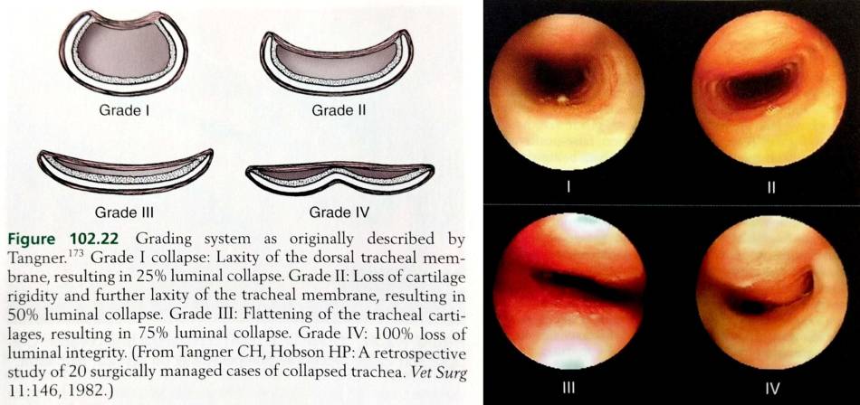 rt_-_trachealkollaps_grade_tobias_2012_.jpg rt_-_trachealkollaps_grade_tobias_2012_.jpg